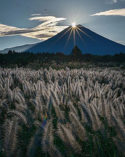挑望著富士山，眼前是一大片狼尾草的景象...