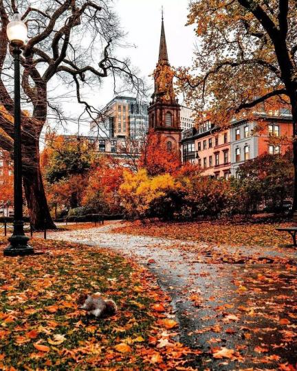 波士頓的楓紅秋色像是一副油畫...
