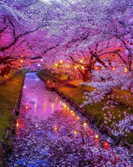 日本的櫻花河道如此艷麗...