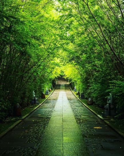 仙台市的輪王寺山門前有著蓊鬱的竹林...
