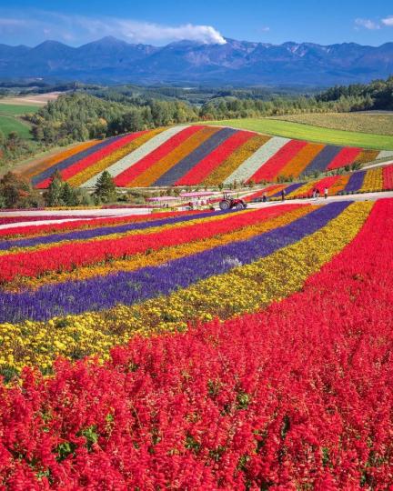 各種顏色的花朵交織成繽紛花毯...