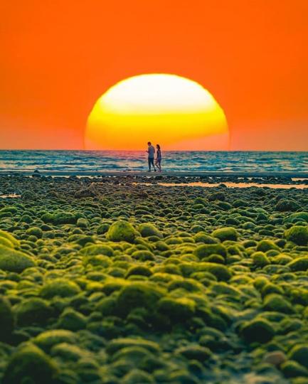 海岸旁「抹茶色綠藻大地」宛如綠寶石...