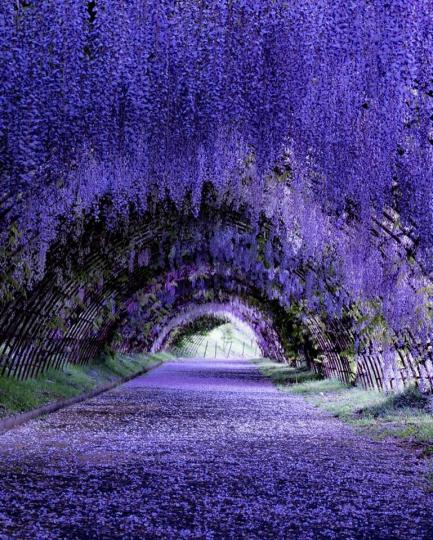 從天而降的滿滿紫藤花，一片紫色彷彿進到神祕國度...