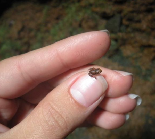 阿馬鳥童蛙,由美國生物學家在巴
布亞新幾內亞發現,它是世界上最
小的蛙類,身長衹有7.7毫米,它亦
是世界最小脊椎動物...
