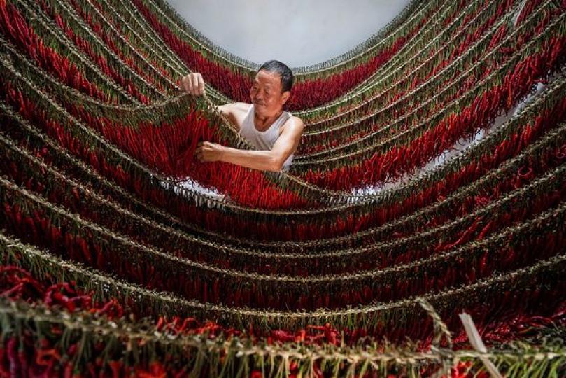 ..... drying their chili peppers...