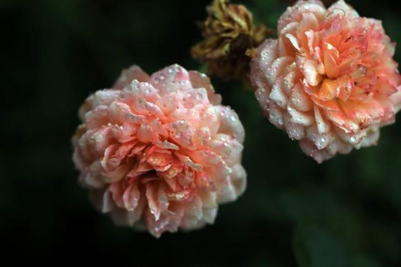 As White Dew rolls in......
