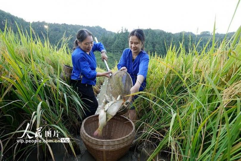 廣西三江：稻香魚肥......