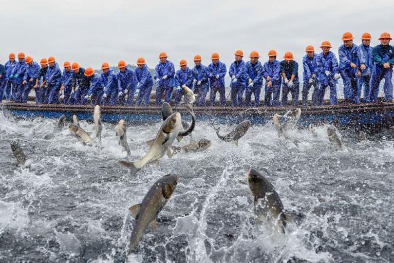 x杭州千島湖現“巨網捕魚”盛景...