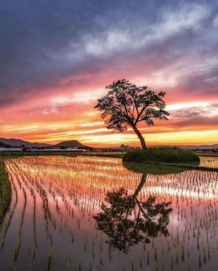 奈良縣的田野畫面，上下一色的美景映照，天空又顯現自然的火紅色彩...