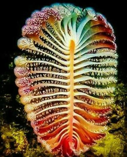 海筆,它是珊瑚科目的一
個海洋生物,分布在世界
熱帶和溫帶深水海床，
其型態如古代的鵝毛筆
故得此名。...