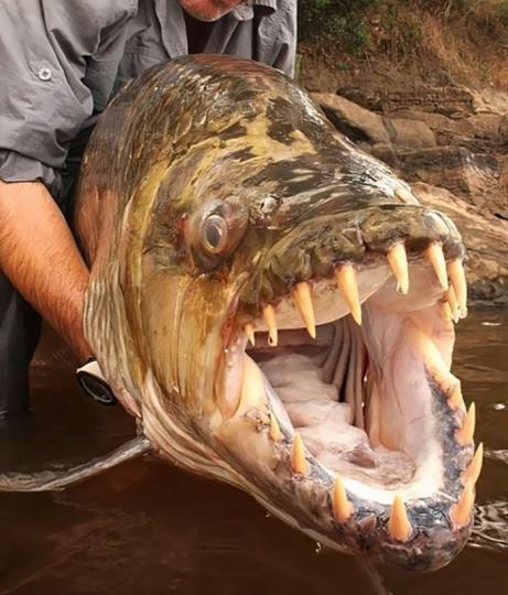 黃金猛魚生活在中非和
北非開闊河流及瀑布下
流,它巨大嘴巴長有象鋒
利尖刀似的尖齒,顎部肌
肉咬合力强大,喜群聚活
動,衹要成為目標迅即被
撕碎,固有食人魚惡名。...
