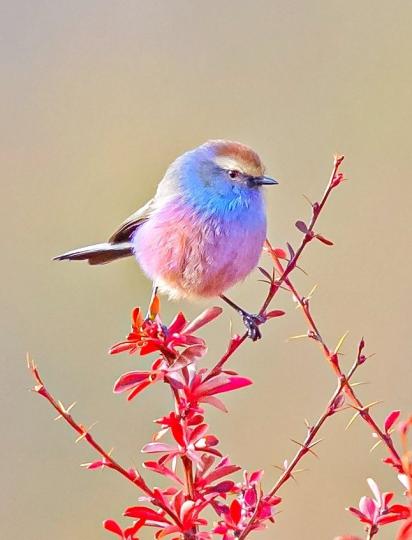 花彩雀鶯,被譽為世界最美
的鳥,分布在中國.印度,尼泊
爾,巴基斯坦等地,以昆蟲爲
主食。...