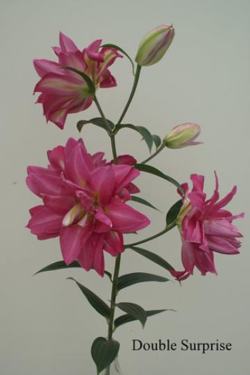 玫瑰百合花,它與普通的
百合花有不同之處是：
花是多重瓣,花有持久濃
郁香氣,沒有雄蕊,花開時
看有點象玫瑰,固此被稱
玫瑰百合。...