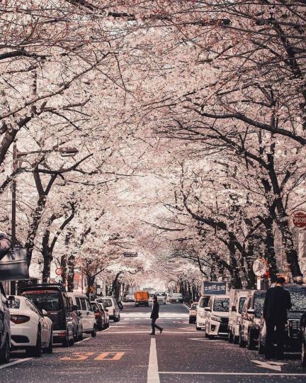 日本隔壁的深粉櫻花也好美...