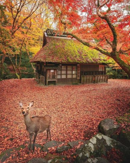 擁有可愛鹿鹿的奈良公園，每年都有個季節充滿楓紅的浪漫...