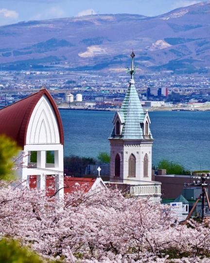 北海道的聖約翰教堂，一旁開滿了鮮豔的櫻花...