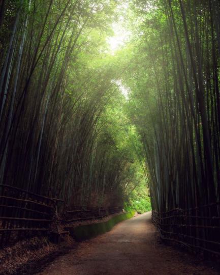 靜謐優雅的翠綠竹林隧道...