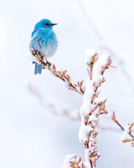 超美藍色小精靈
💙雪地中出現「漸層藍夢幻小鳥」...
