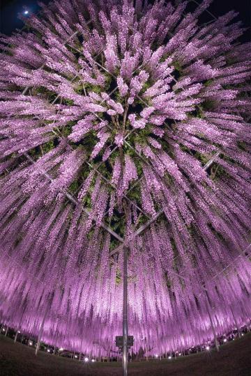 從下往上看燦爛盛放的紫藤花...