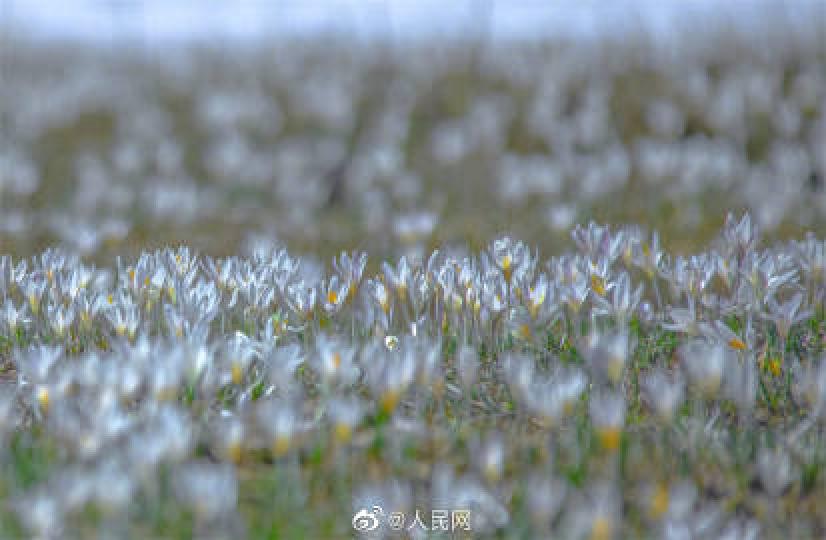 4月以來，新疆伊犁那拉提「空中草原」上的冰雪漸漸消融...