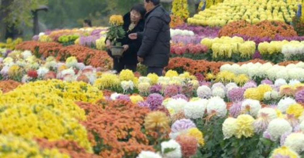 Chrysanthemum memories in the ancient city of Kaifeng....