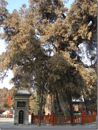 陜西黃陵軒轅廟中的一
棵5000年柏樹,據說是
軒轅皇帝親手所種。去
年全國緑化委員會公布
5000年古樹全國共有
5棵,均爲柏樹,全集中
在陜西省內。...