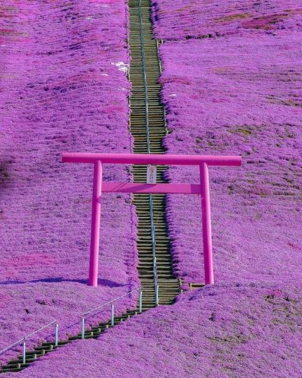 芝櫻出身的東藻琴芝櫻公園，滿山遍野的粉紅長廊...