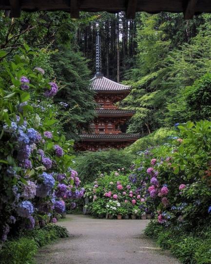 位於京都府木津市的岩船寺，精巧的寺內建築，與一旁的繡球花相映成趣...
