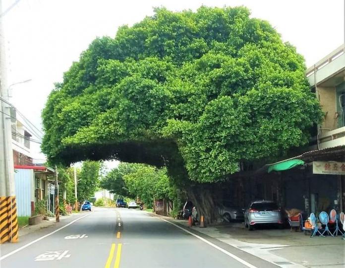 彰化路旁驚見「巨型安全帽樹」狂吸觀光客...