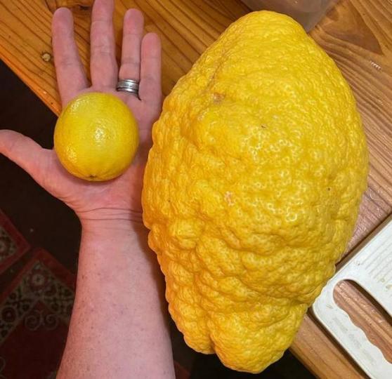 農夫種出「巨無霸大檸檬」重達2.6公斤...