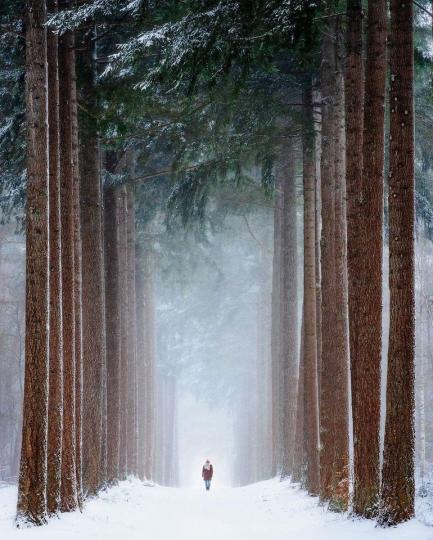 荷蘭冬日的雪地森林裡...
