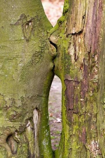 大自然中一處「接吻樹幹」...
