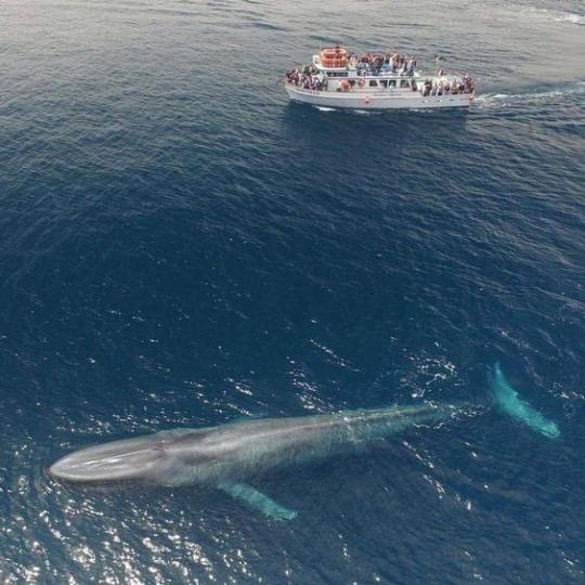 25公尺深海巨獸「難得浮出海面現身」百年來僅出現3次...