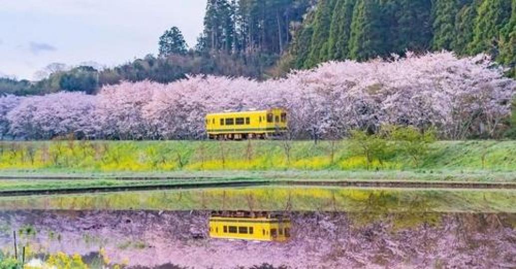 鮮黃火車和粉嫩嫩花樹的組合像是偶像劇般浪漫...