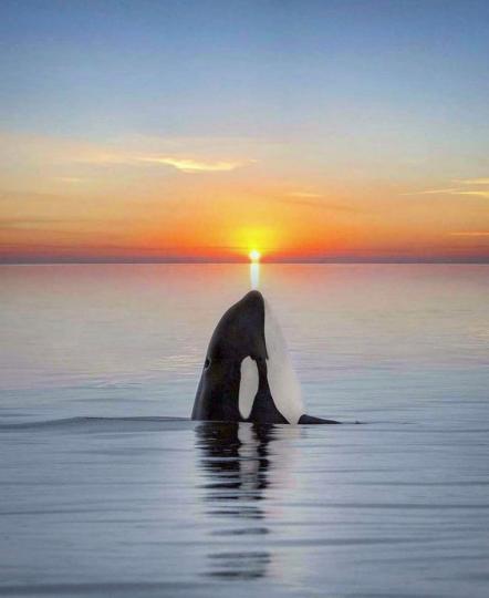 虎鯨躍起剛好和夕陽相連...