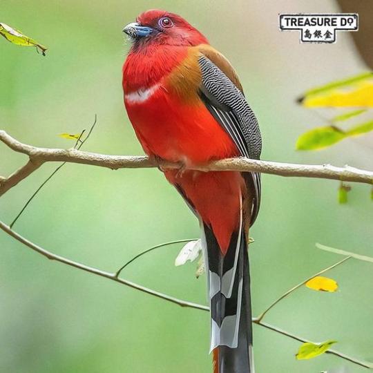Red-headed Trogon紅頭鳥鵲是一種美麗的熱帶鳥類...