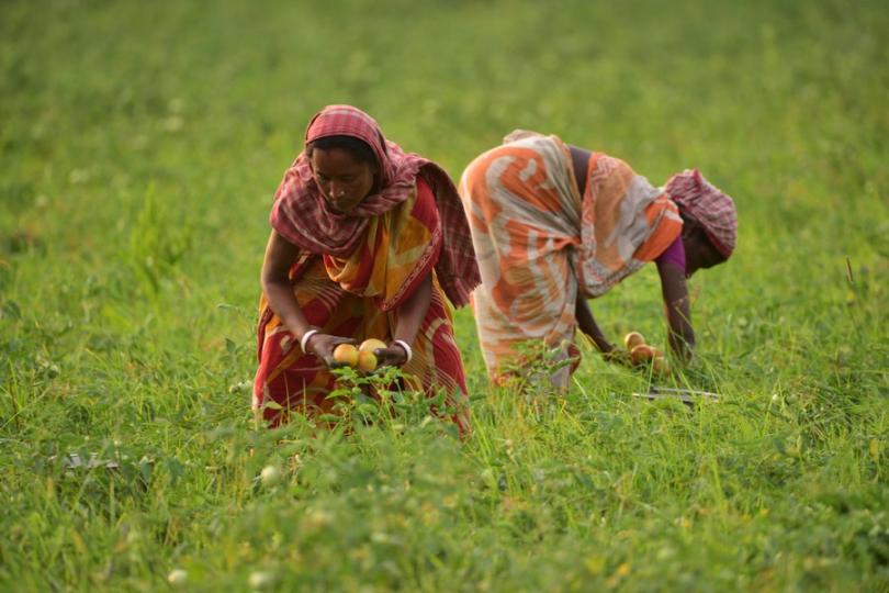 farmers in Nagaon district of India's northeastern state of Assam readily reap a harvest of tomatoes...