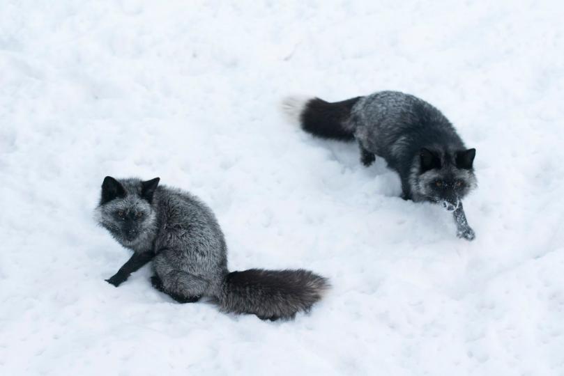 長白山上兩隻狐狸正在雪地上覓食，一聽到相機的聲音便警惕起來。
任中豪／攝...