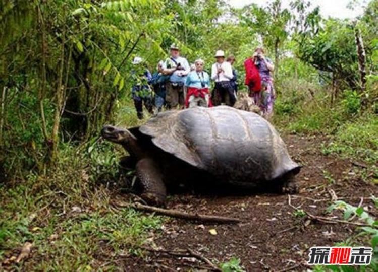加拉帕戈斯象龜是目前世
界上最大的烏龜.是厄瓜多
加拉帕戈斯群島特有,最大
的紀緑一隻長6米體重有
800斤。...
