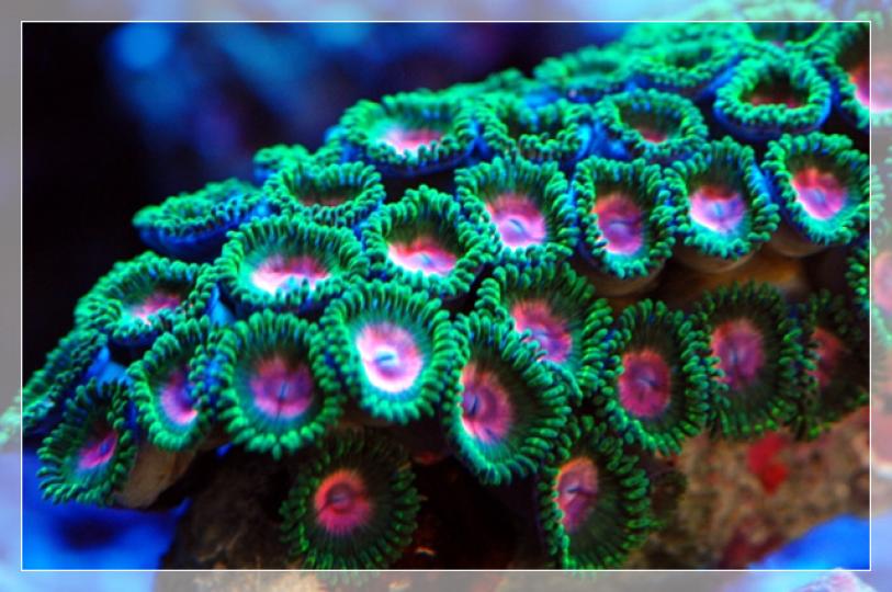 在海水退潮的潮間帶有
時出現小菊花般的生物
它叫莬葵俗稱鈕扣珊瑚
不要被它美麗色彩和可
愛外表吸引,因為它含有
毒素。...