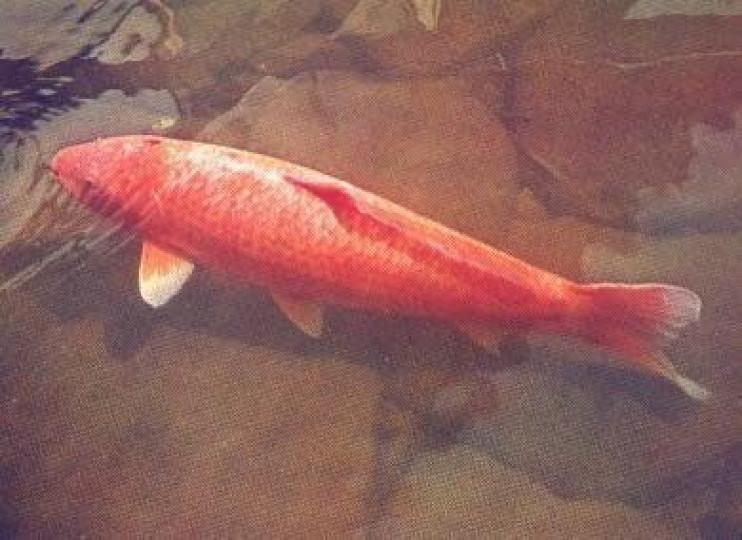 日本錦鯉花子生存了
226年才去世,花子是
一條緋紅雌性魚,它出
生於1751年(相當於清
朝乾隆16年)死於1977
年7月7日,是有史以來
最長壽的一條錦鯉...