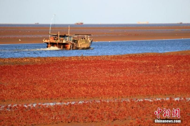 山東東營：濕地“紅毯”迎來最美時節...