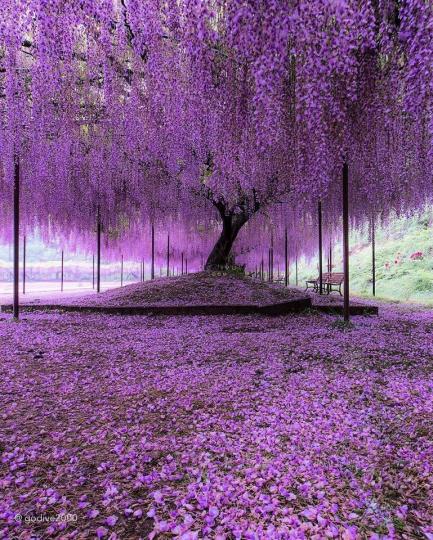 歷史悠久的150歲紫藤樹燦爛盛放，紫色瀑布傾瀉而下，像是一場美麗的夢境...