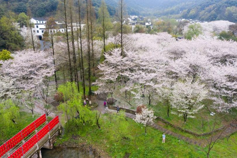 【宛委山櫻花】
位於浙江紹興越城區的宛委山擁有佔地近百畝的櫻花林，有櫻花樹4,000多株，是華東地區最大的櫻花林之一。每年到了櫻花盛開時節，漫山遍野的櫻花將山麓點綴得粉嫩嬌美。
張愷鑫╱圖...