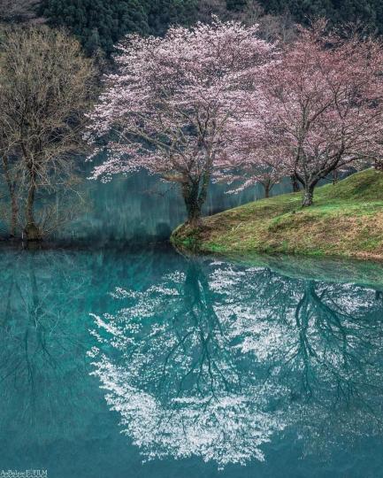 櫻花與碧藍水色相映成趣...