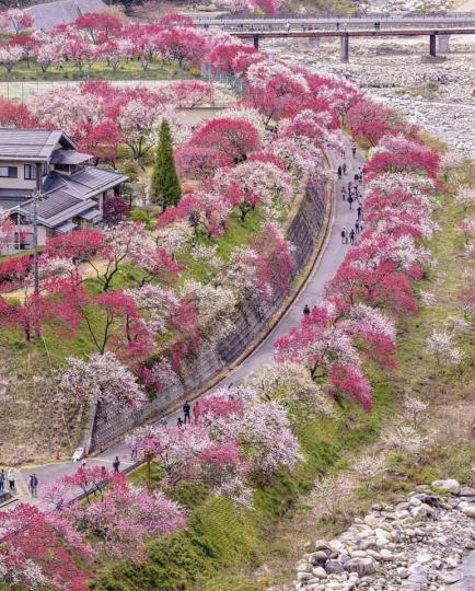 有著滿滿美麗桃花的日本長野縣...