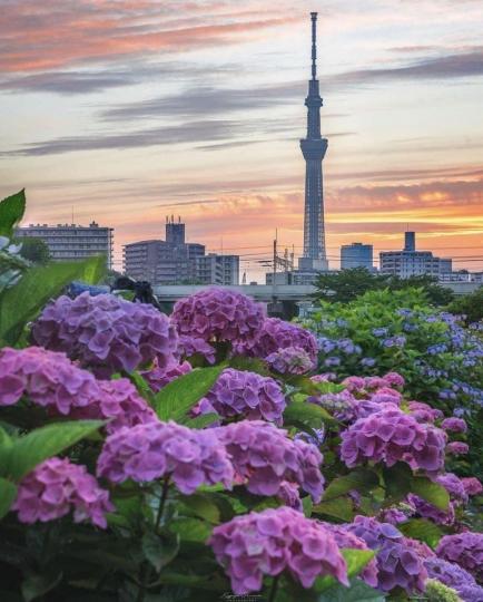 在東京市區遠望著高聳建築，近看欣賞繡球花的美麗風采...
