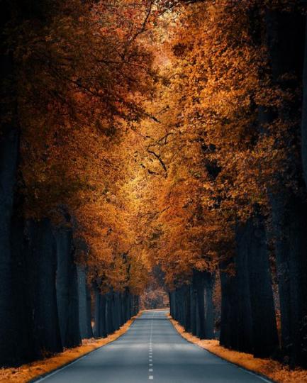 德國浪漫的變色樹木大道......