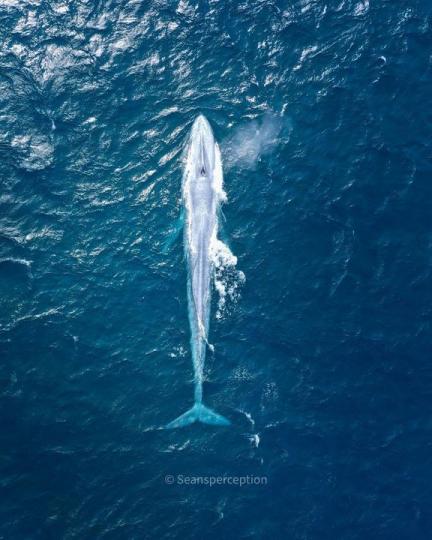 25公尺深海巨獸「罕見浮出海面身影」...