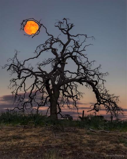 枯樹夾住了月亮，遠看這角度超神祕...